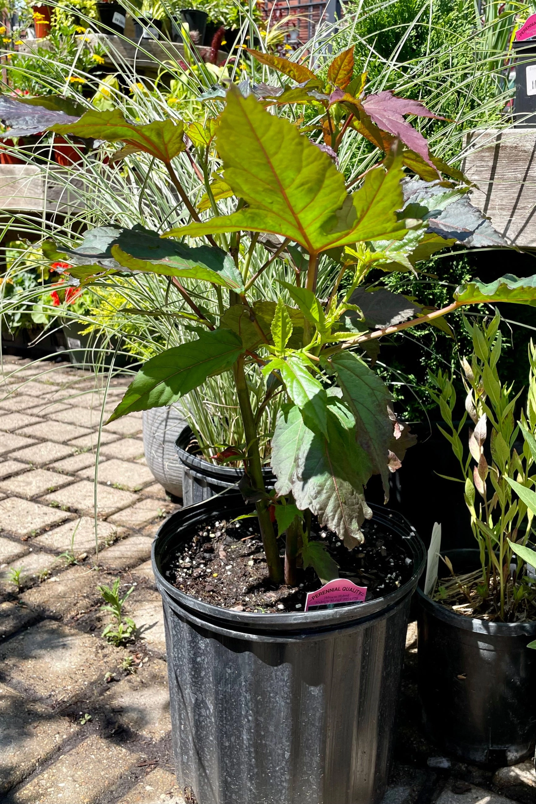 Hibiscus 'Midnight Marvel' #3