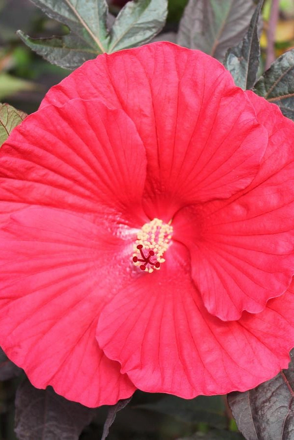 Hibiscus 'Midnight Marvel' #3