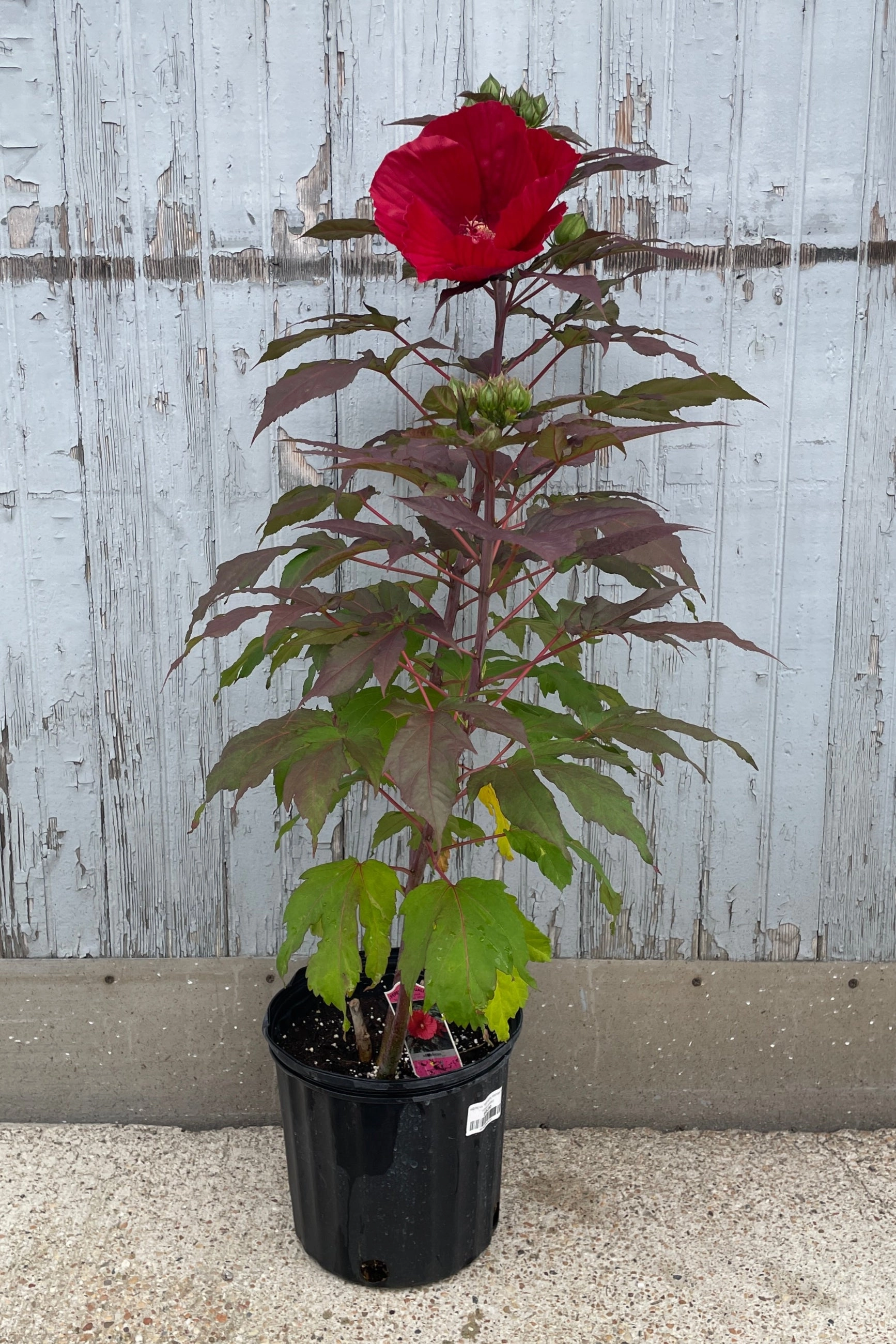 Hibiscus 'Midnight Marvel' #3