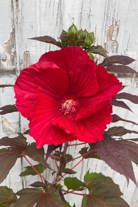 Hibiscus 'Midnight Marvel' #3 decorative flowerpot  