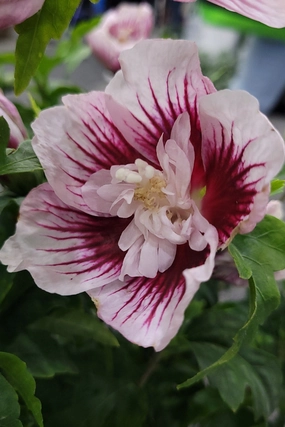 Hibiscus 'Starblast Chiffon' #3 decorative flowerpot  