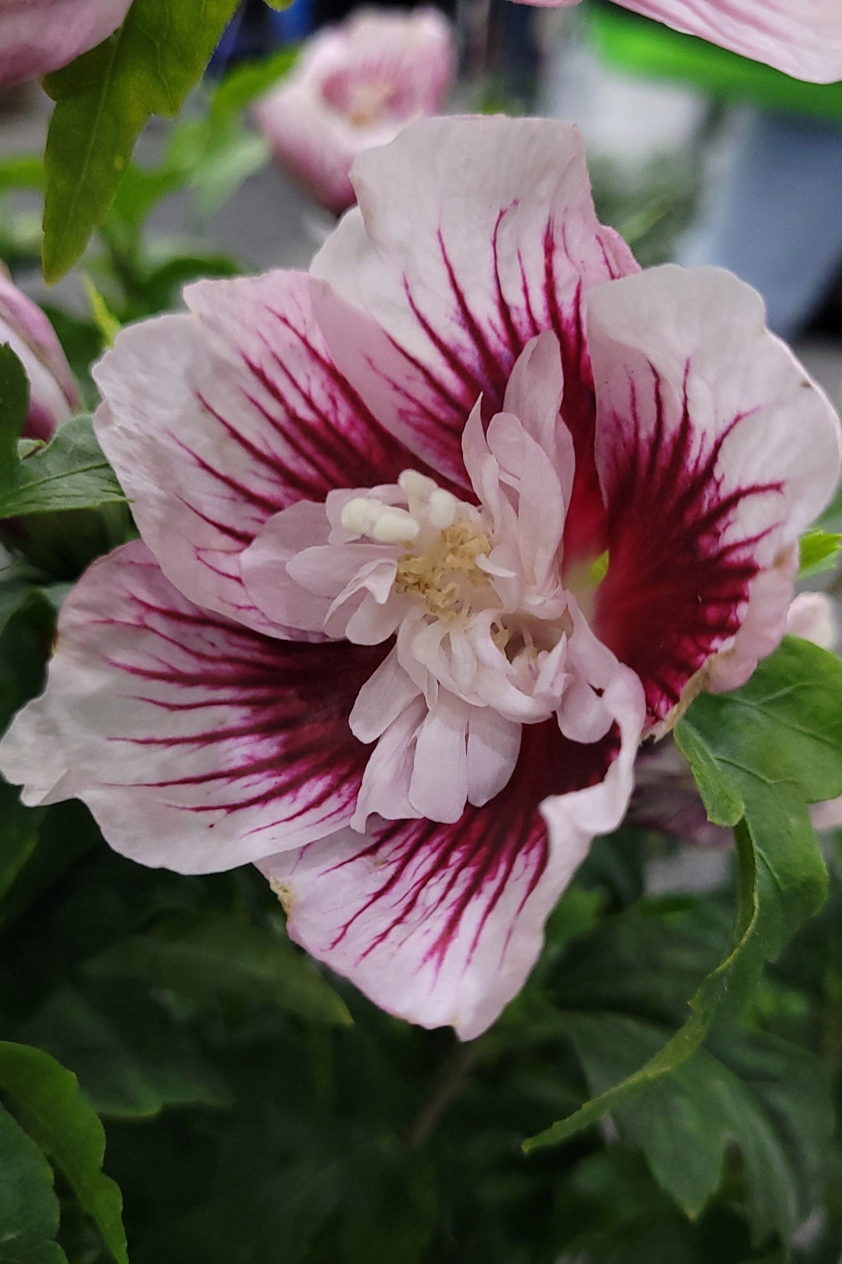 Hibiscus 'Starblast Chiffon' #3 decorative flowerpot  