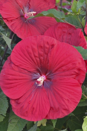 Hibiscus 'Vintage Wine' #2 decorative flowerpot  