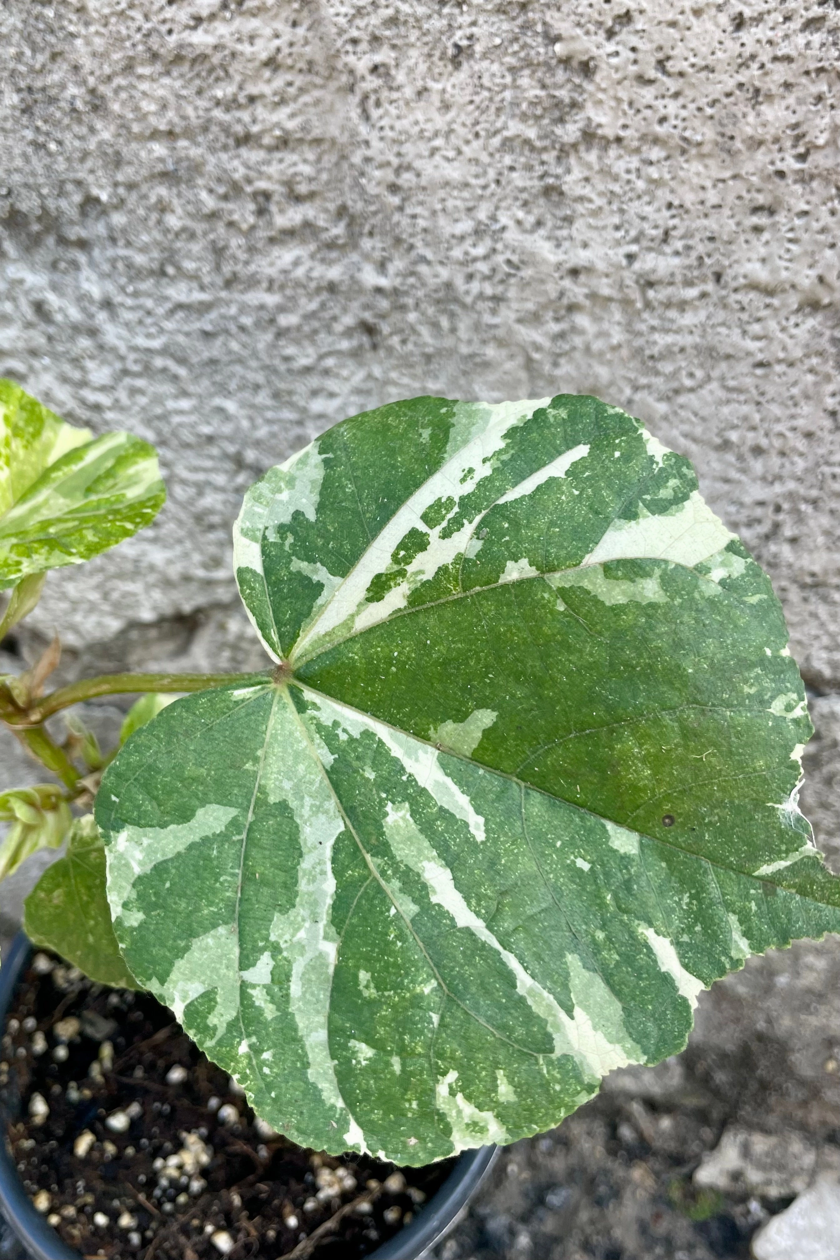 Hibiscus tiliaceus 'Tricolor' 4.5" medium flower pot  
