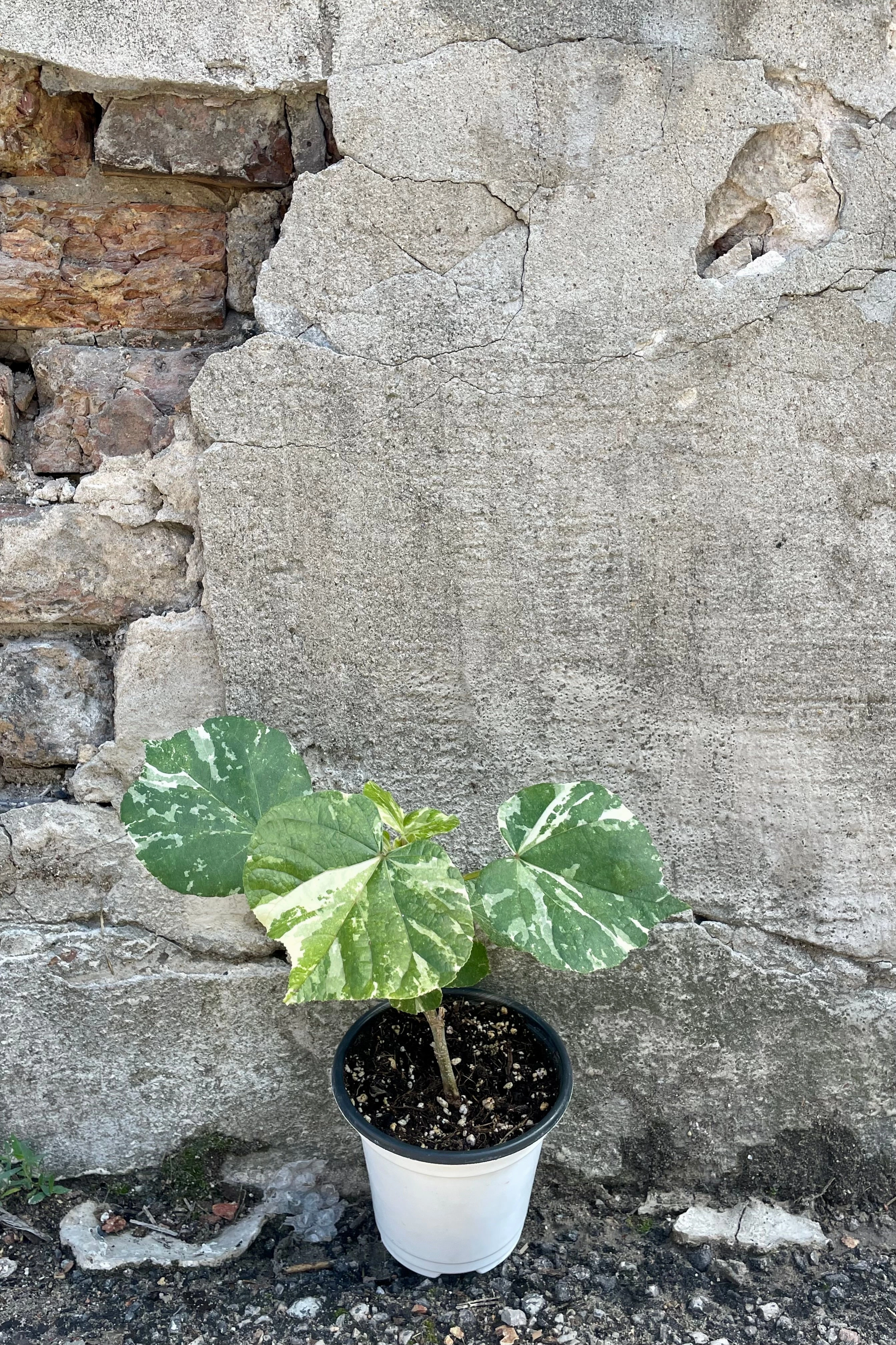 Hibiscus tiliaceus 'Tricolor' 4.5"