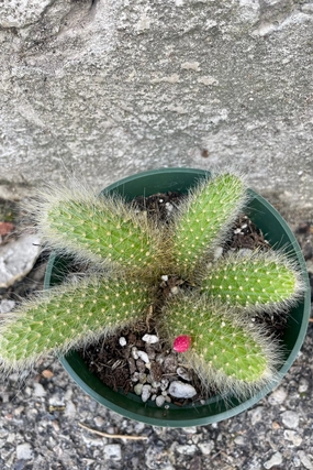 Hildewintera colademononis 4" medium flower pot  