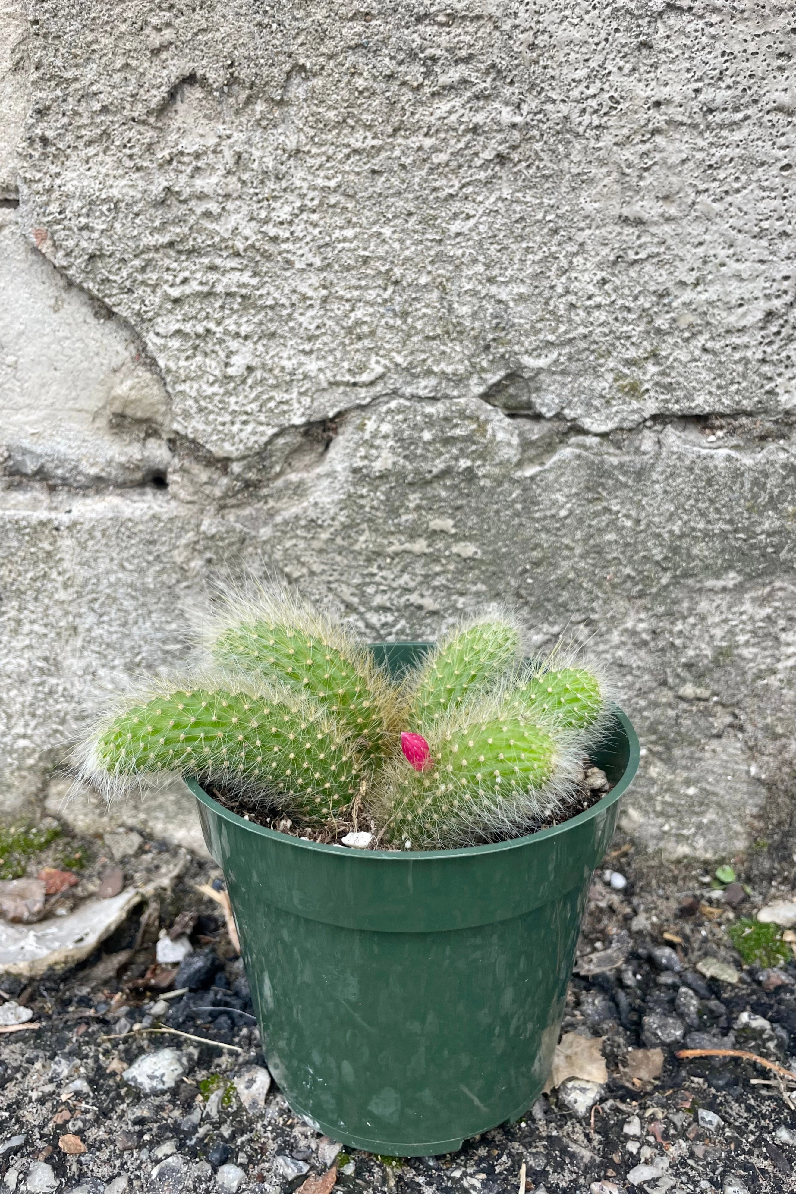 Hildewintera colademononis 4"