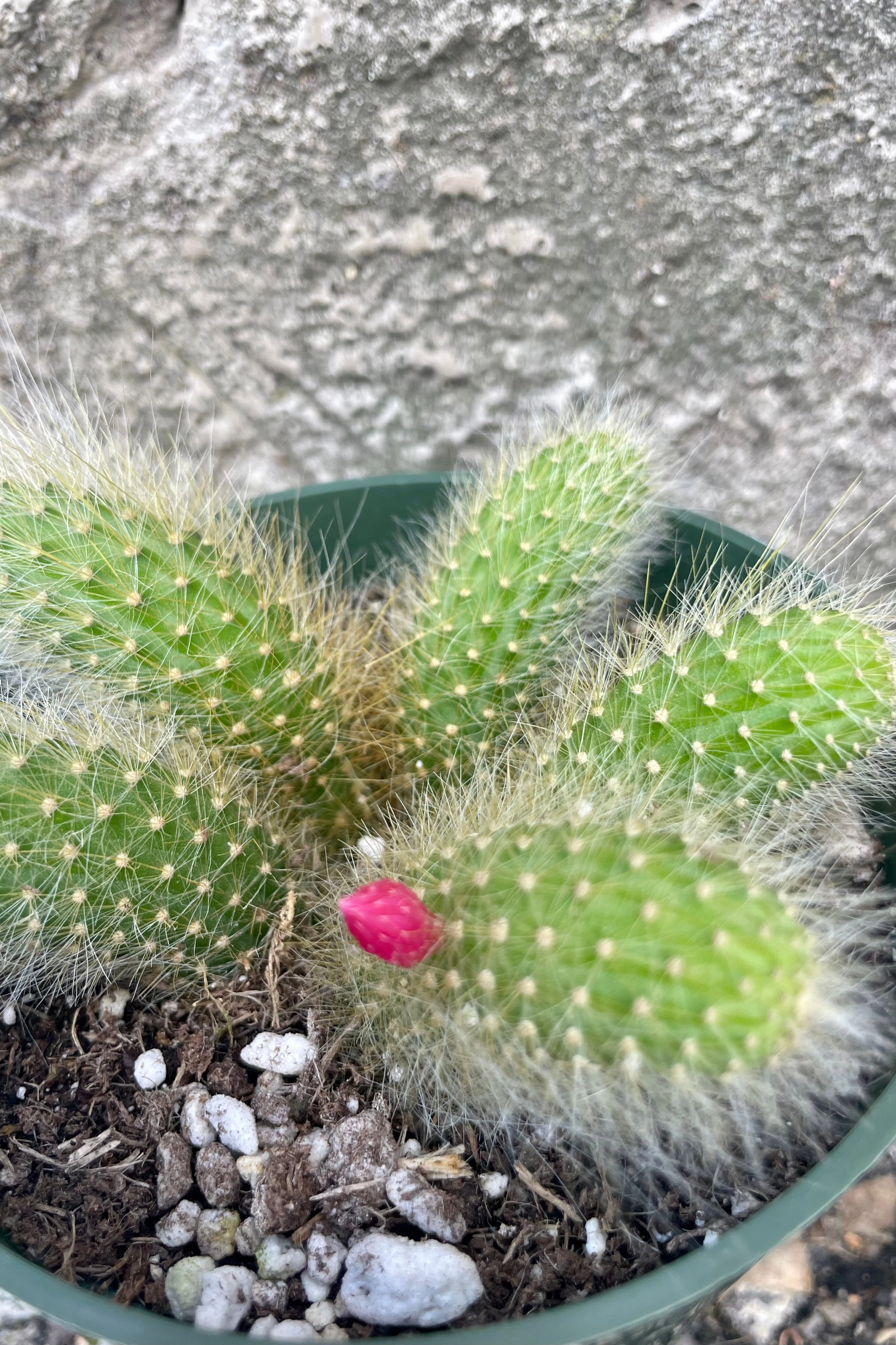 Hildewintera colademononis 4"