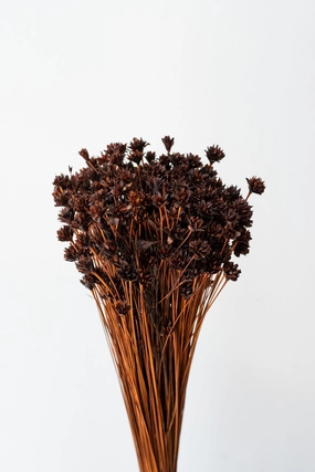 Hill Flower Chocolate Color Preserved Bunch indoor houseplants  