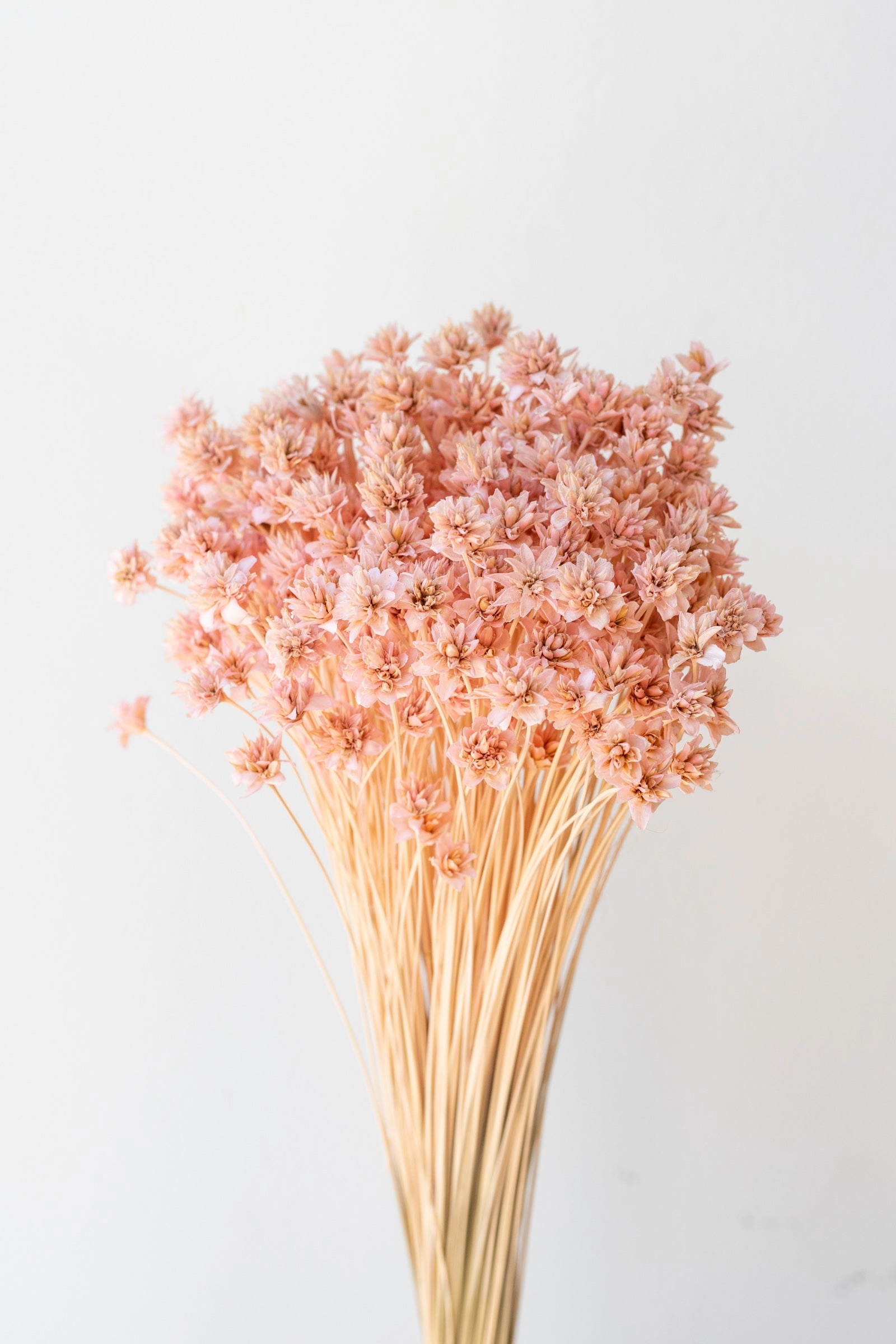 Hill Flower Pink Pastel Preserved Bunch indoor houseplants  