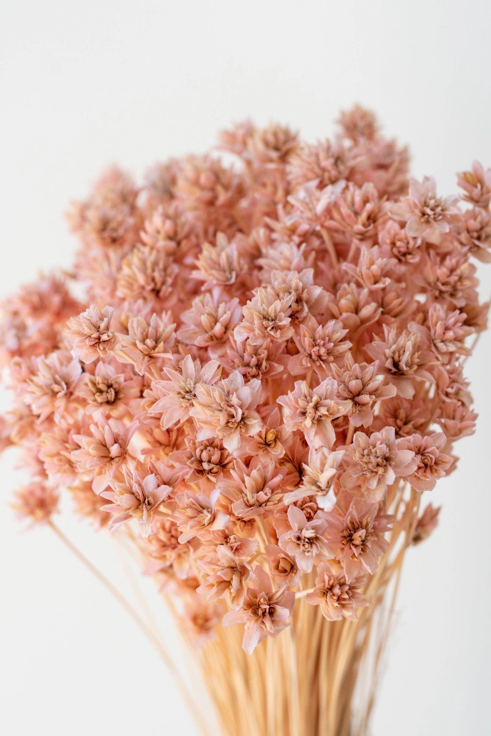 Hill Flower Pink Pastel Preserved Bunch