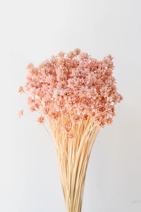 Hill Flower Pink Pastel Preserved Bunch indoor houseplants  