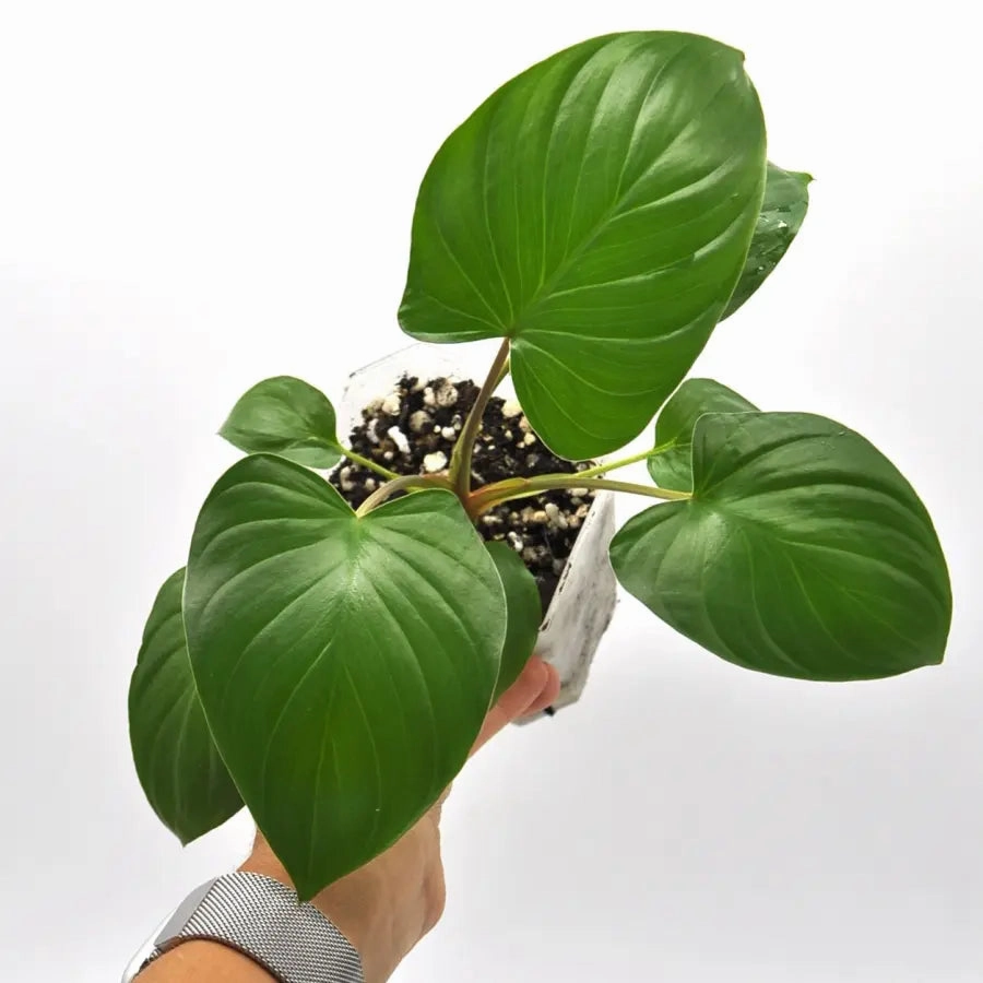 Homalomena rubescens