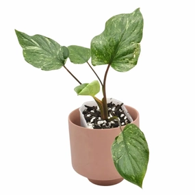 Homalomena rubescens Stardust large flower pot  