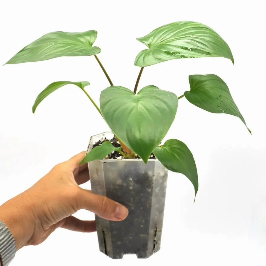 Homalomena rubescens