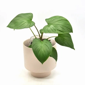 Homalomena rubescens large flower pot  