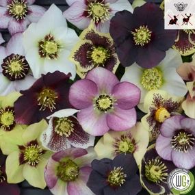 HONEYMOON Mixed Lenton Rose | Hellebores single layer plant shelf  