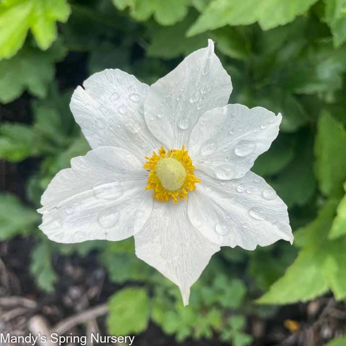 Honorine Jobert Japanese Anemone | Anemone single layer plant shelf  