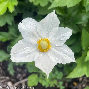 Honorine Jobert Japanese Anemone | Anemone single layer plant shelf  