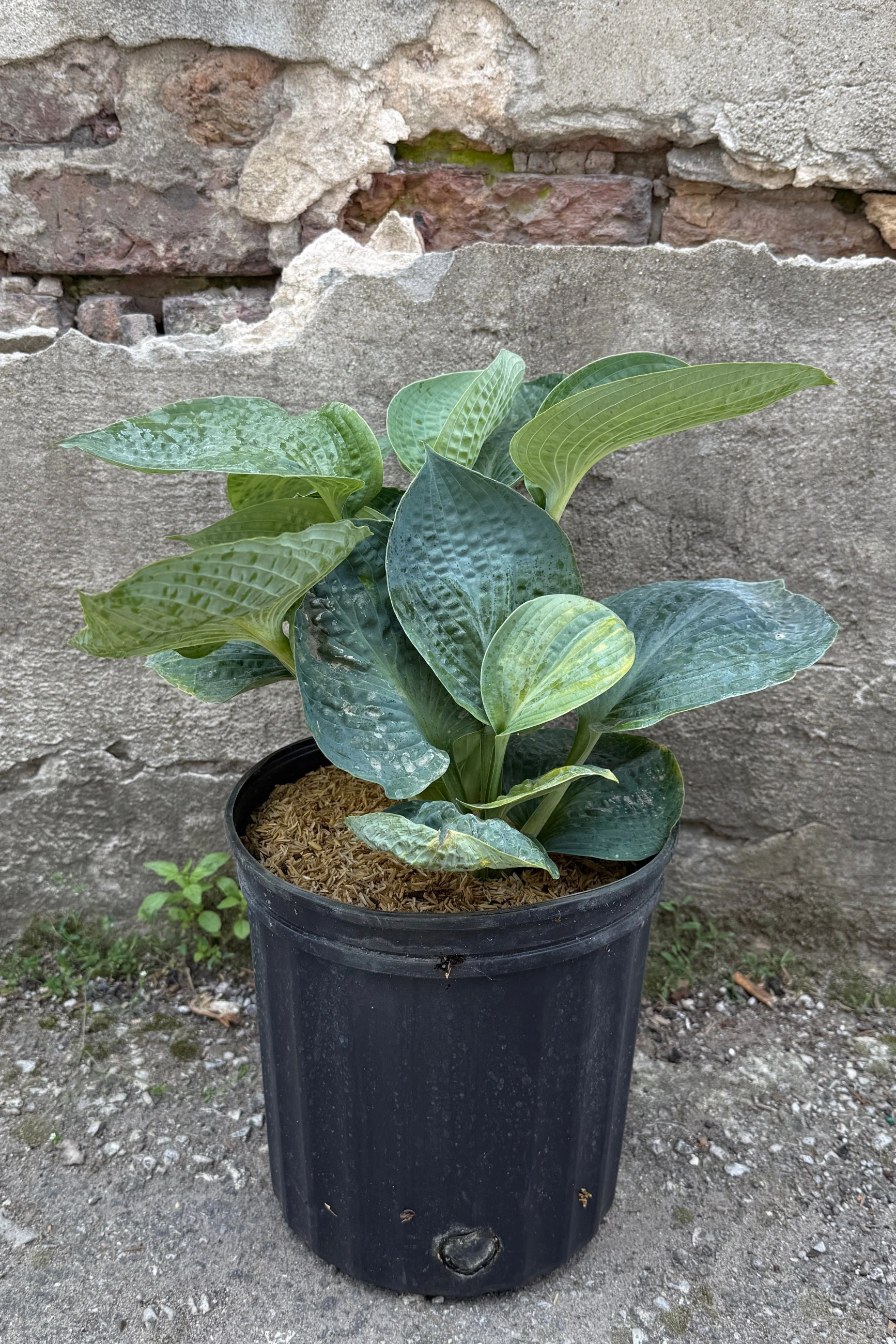 Hosta 'Big Daddy' #2