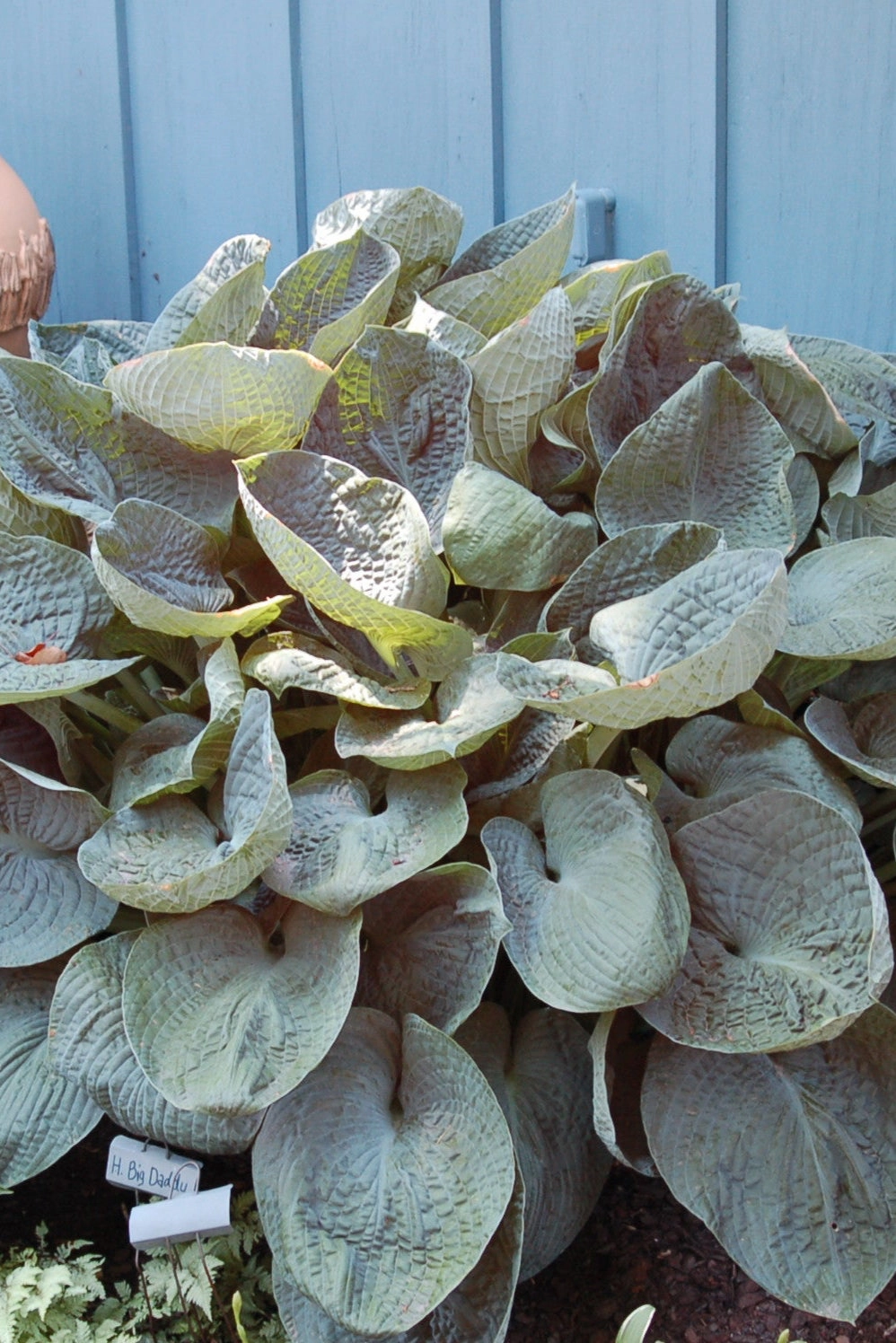 Hosta 'Big Daddy' #2