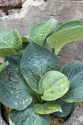 Hosta 'Big Daddy' #2 decorative flowerpot  
