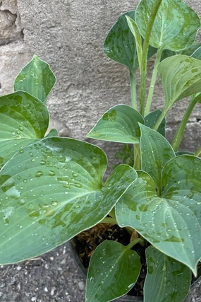 Hosta 'Blue Cadet' #1 decorative flowerpot  