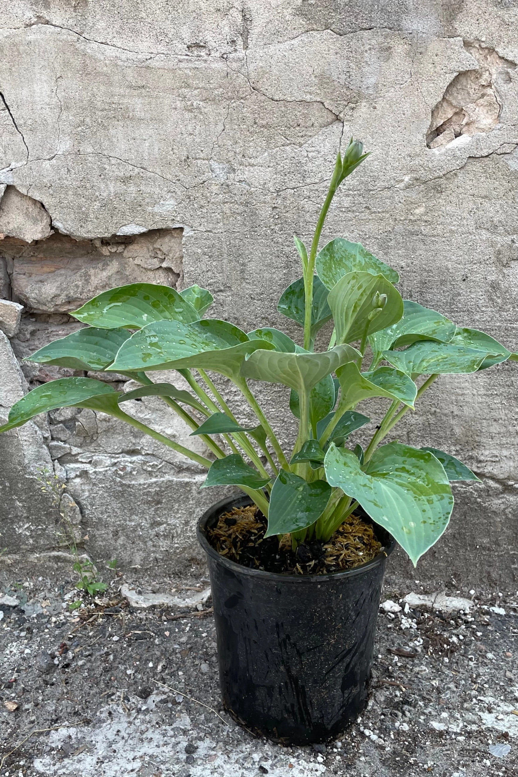 Hosta 'Blue Cadet' #1
