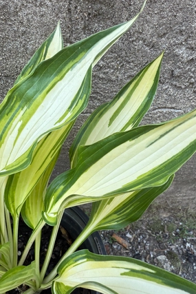 Hosta 'Cool as a Cucumber' #1 decorative flowerpot  