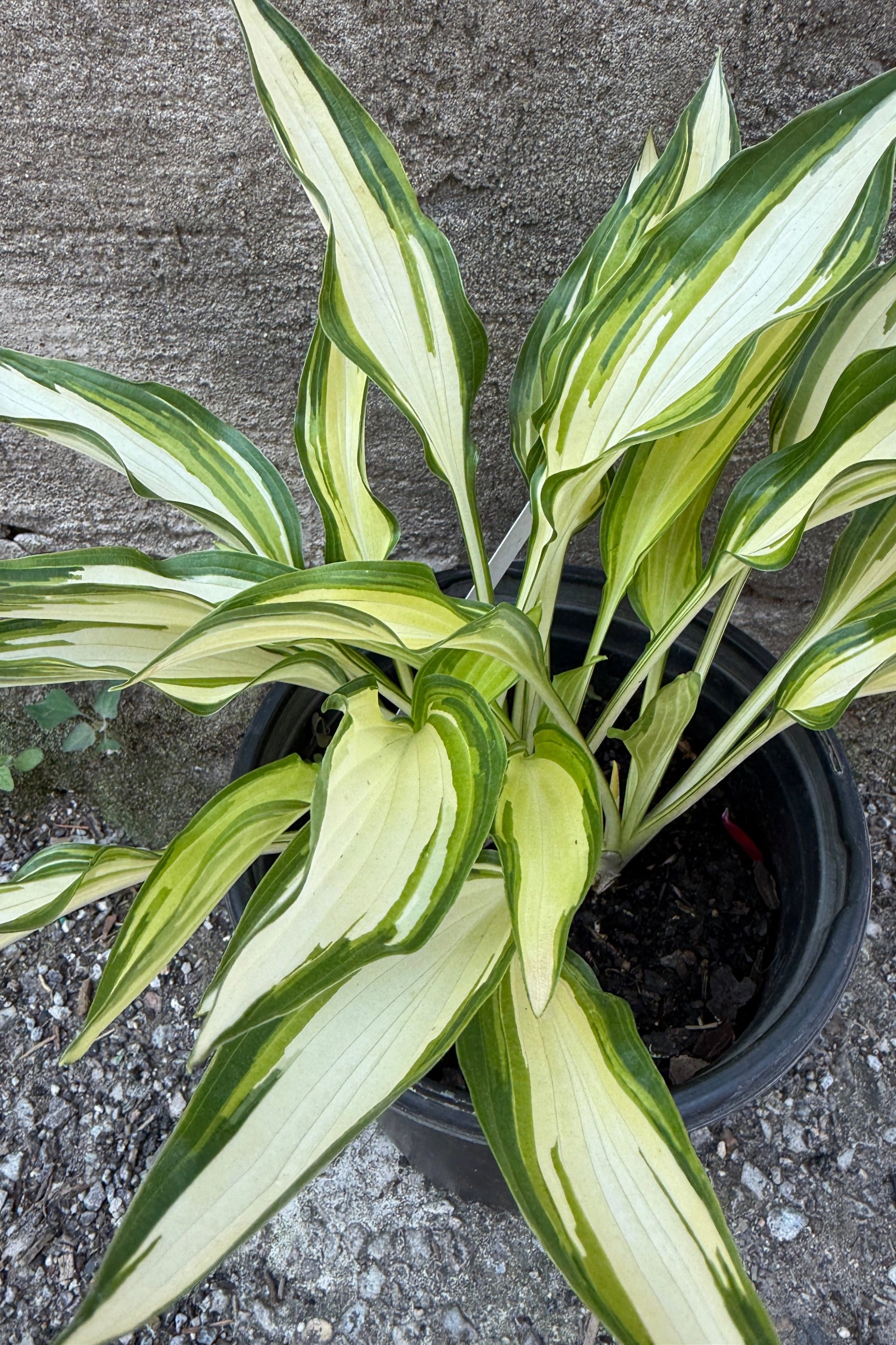 Hosta 'Cool as a Cucumber' #1