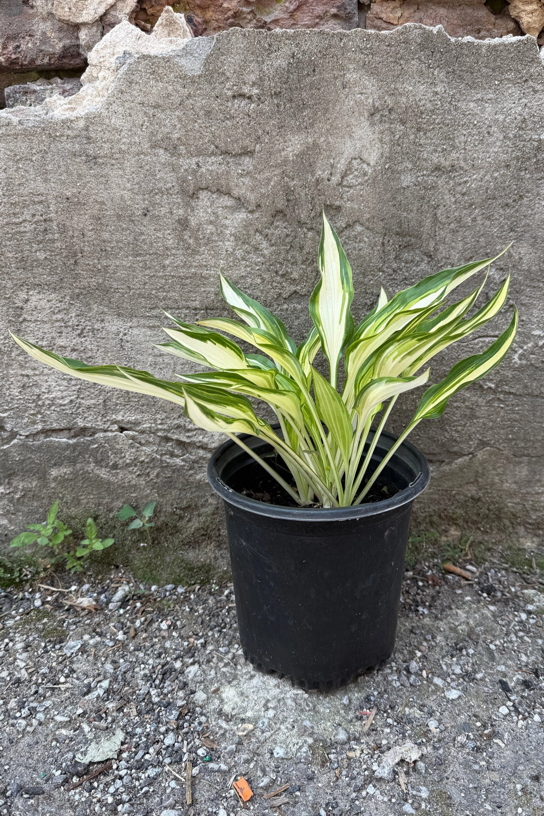 Hosta 'Cool as a Cucumber' #1