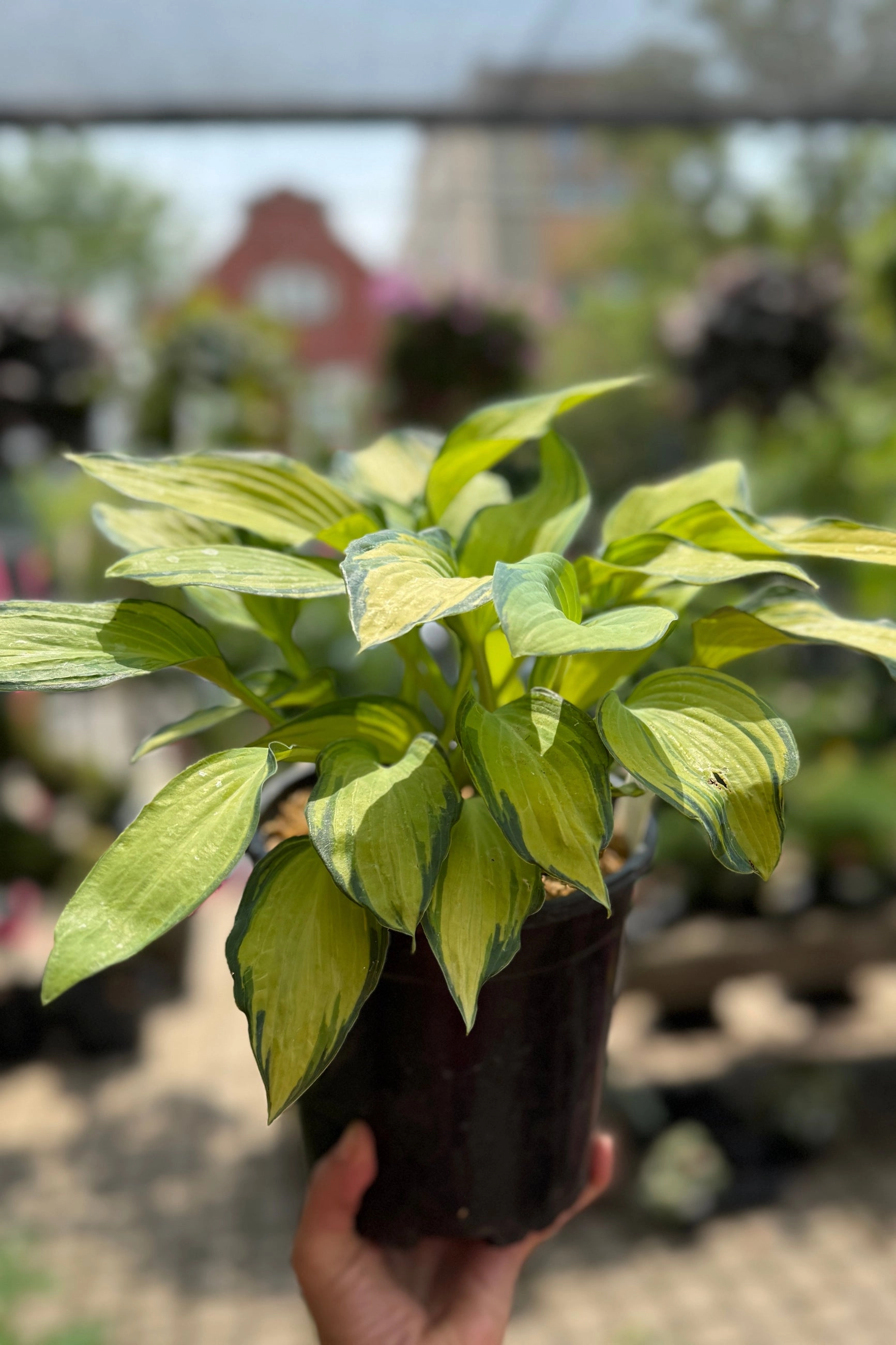 Hosta 'June' #1