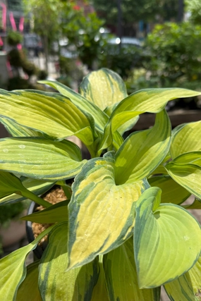 Hosta 'June' #1 decorative flowerpot  