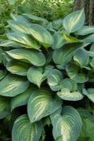 Hosta 'June' #1