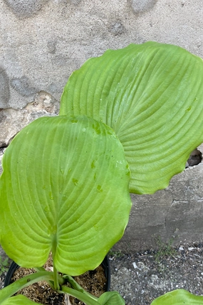 Hosta 'Sum and Substance' #1 decorative flowerpot  