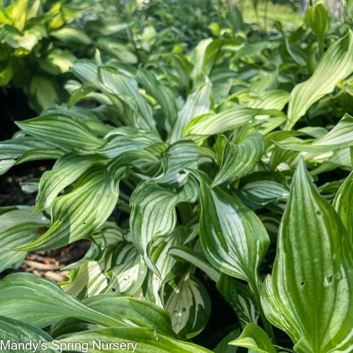Hosta Variegata | Hosta undulata 'Variegata' single layer plant shelf  