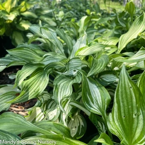Hosta Variegata | Hosta undulata 'Variegata' single layer plant shelf  
