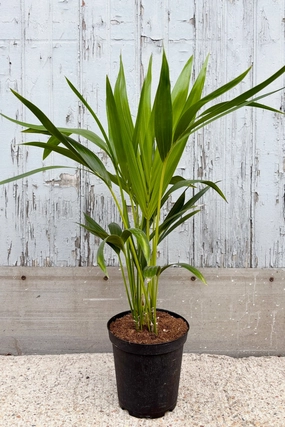 Howea "Kentia Palm" 6" medium flower pot  