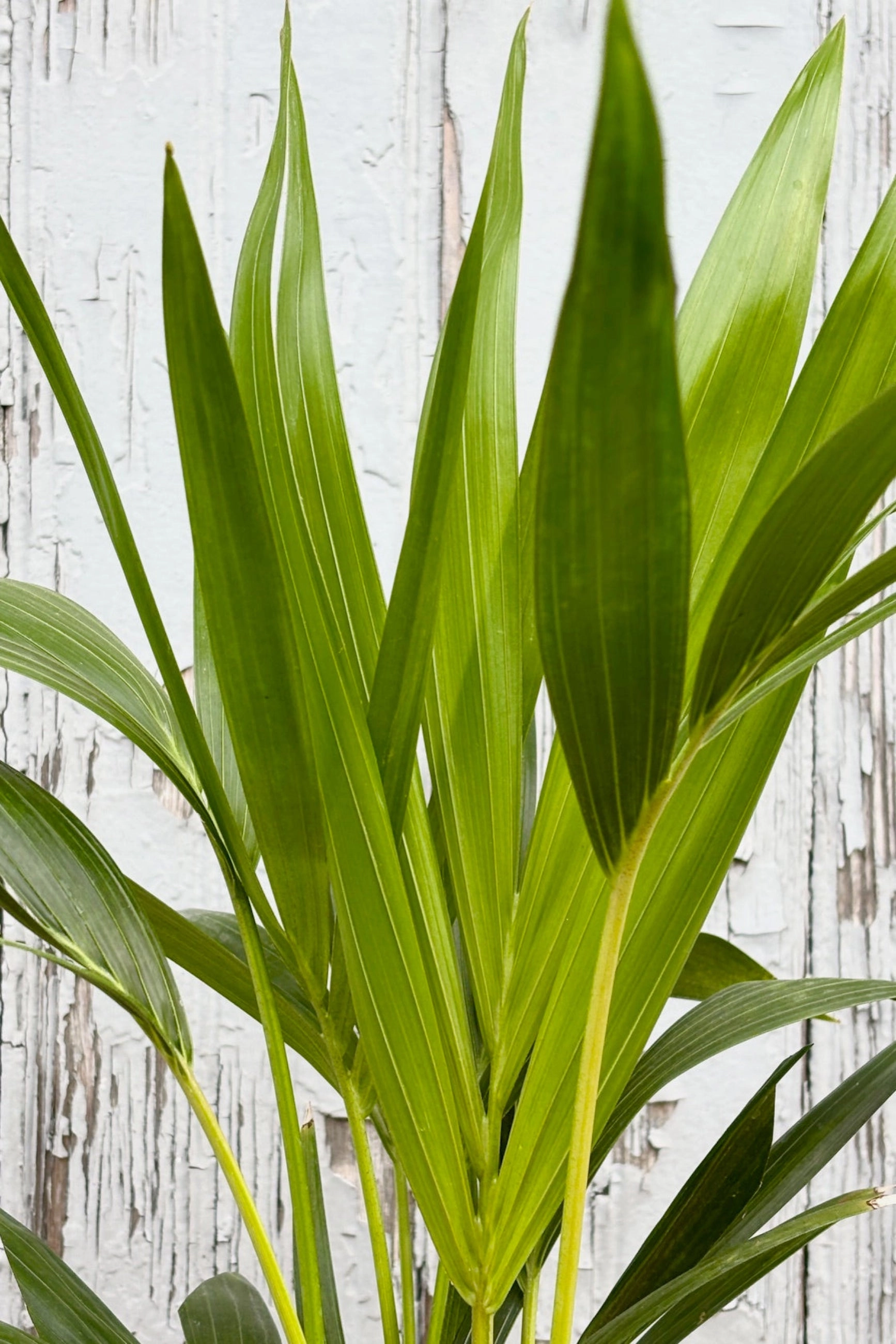 Howea "Kentia Palm" 6"