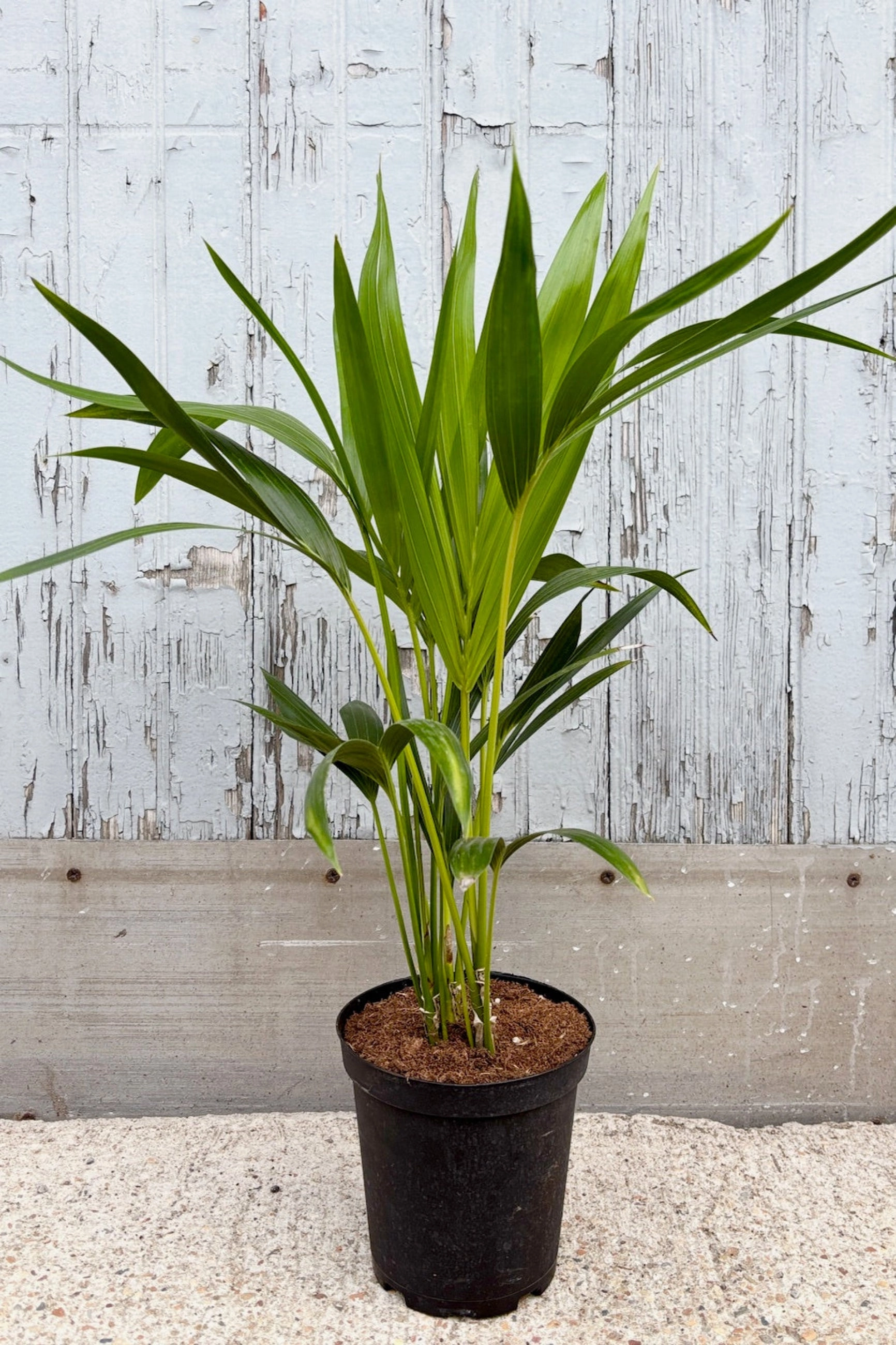 Howea "Kentia Palm" 6" medium flower pot  