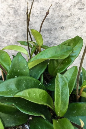 Hoya carnosa 6" medium flower pot  