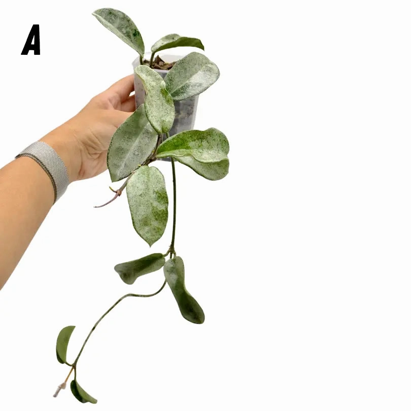 Hoya carnosa 'Grey Ghost'