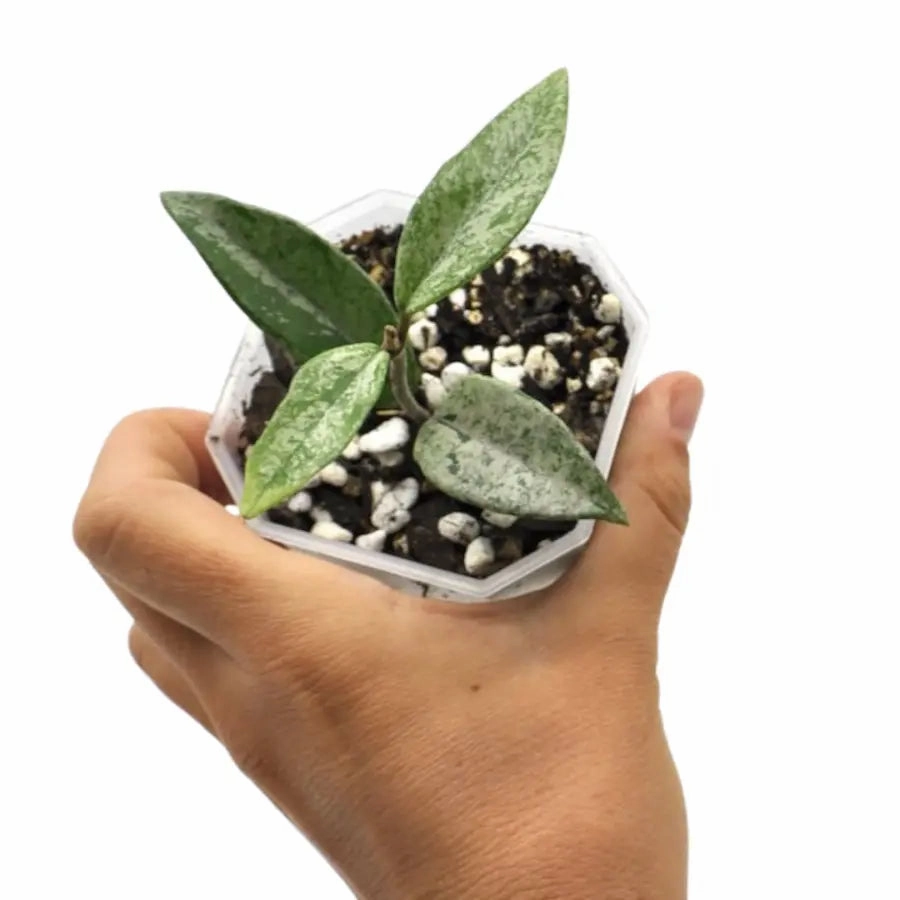 Hoya carnosa 'Wilbur Graves'