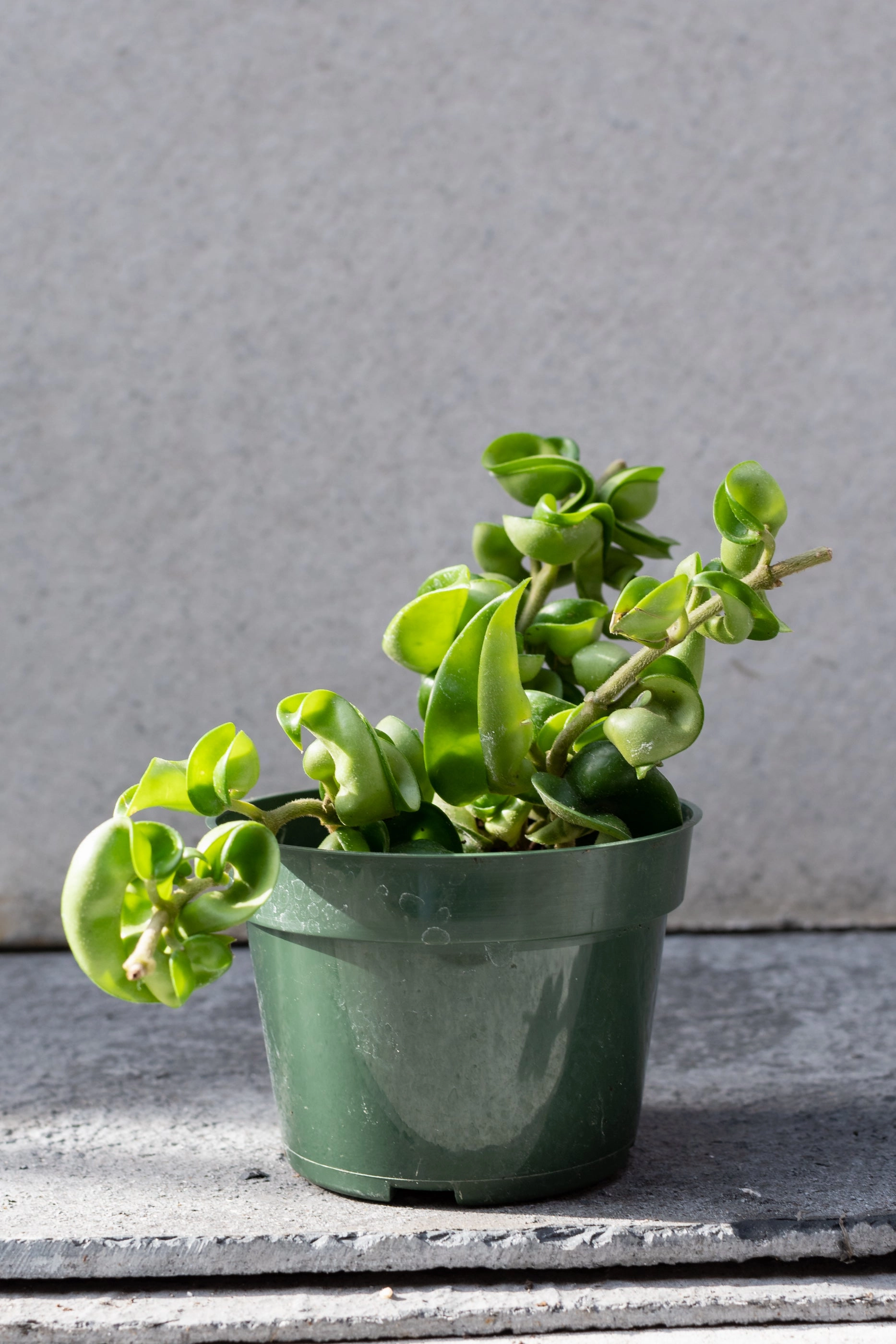 Hoya carnosa compacta 4"