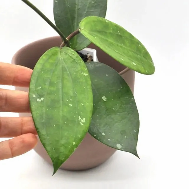 Hoya cinnamomifolia