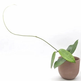 Hoya cinnamomifolia large flower pot  
