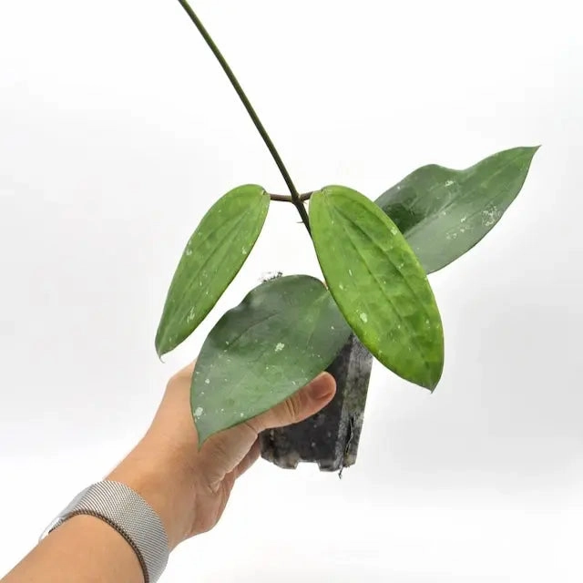 Hoya cinnamomifolia