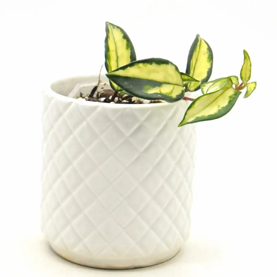 Hoya Crimson Princess large flower pot  