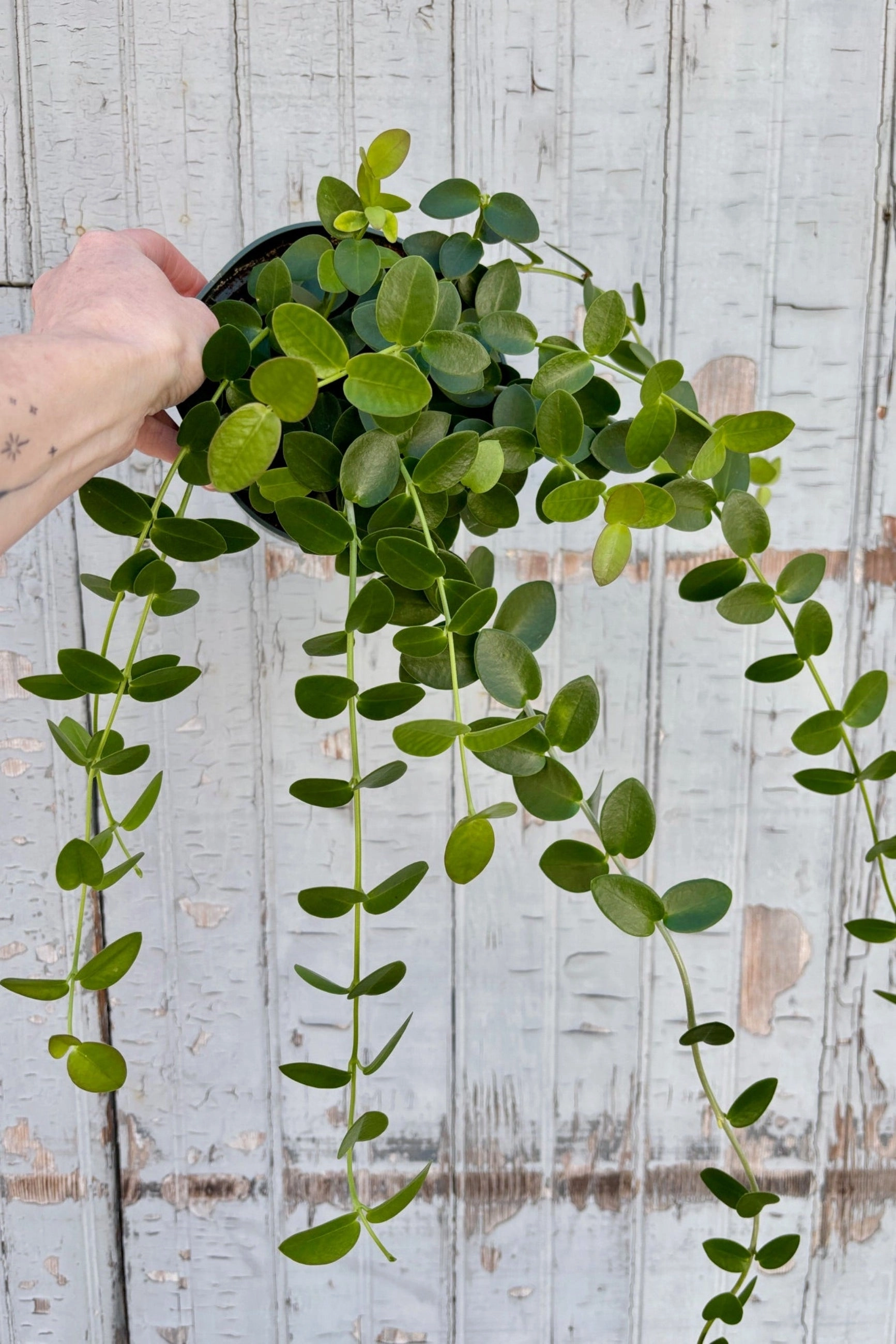 Hoya cumingiana 6" medium flower pot  