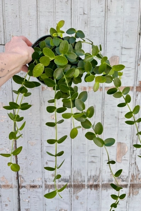 Hoya cumingiana 6" medium flower pot  